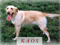 kdogbio2